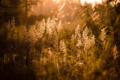 Close-up of flowering plants on field during sunny day