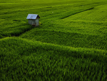 Life in the province surrounded by ricefields with sweet air