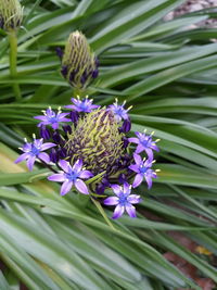 Close-up of purple flowering plant