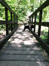 Dog standing on footbridge