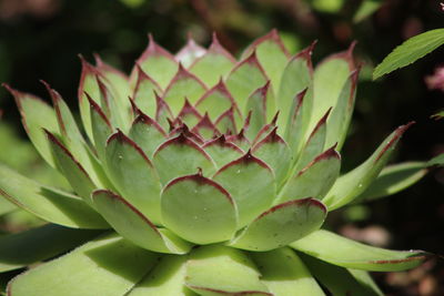 Close-up of succulent plant