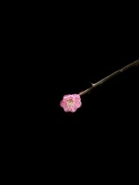 Close-up of pink flower against black background