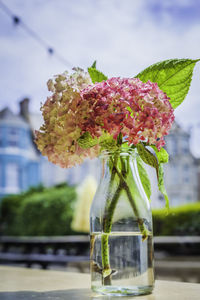 Close-up of flower in glass bottle