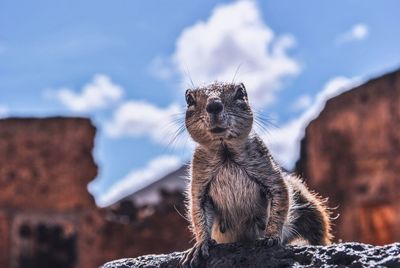 Close-up of lizard on rock against sky