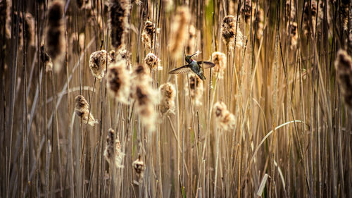 Close-up of wheat crops on field