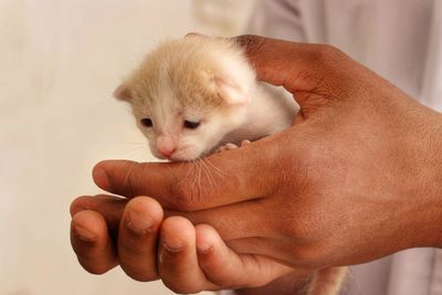 Close-up of hand holding kitten