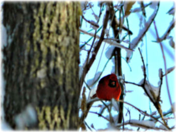 Close-up of bird perching on branch