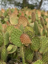 Close-up of prickly pear cactus