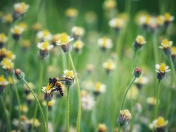 Close-up of bee pollinating on flower