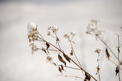 Low angle view of plants against sky