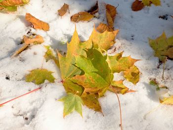 High angle view of maple leaf on snow covered land