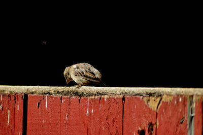 Close-up of bird against blurred background