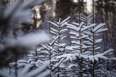 Close-up of snow covered pine tree