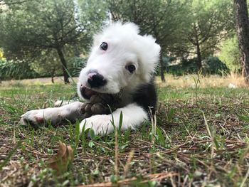 Close-up of a dog on field