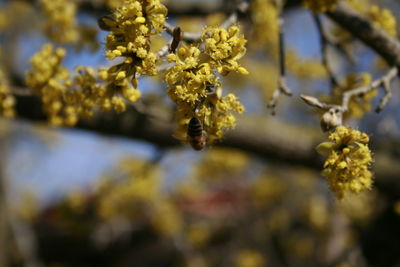 Close-up of yellow flowering plant
