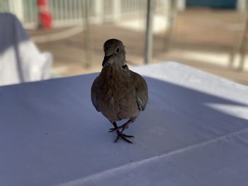 Close-up of bird perching on the floor