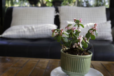 Close-up of potted plant on table at home