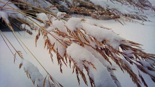 Close-up of stalks against the sky