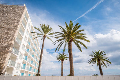 Low angle view of palm trees against sky