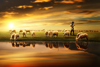 Shepherd with flock of sheep on landscape by pond against sky during sunset