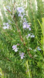 Close-up of flowers blooming in spring