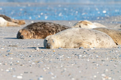 Close-up of seal relaxing on beach