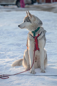 Dog lying on snow covered land