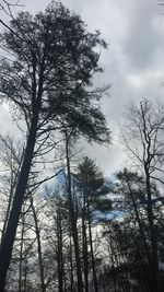 Low angle view of bare tree against sky