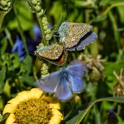 Close-up of butterfly on flower