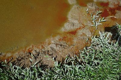 Close up of grass