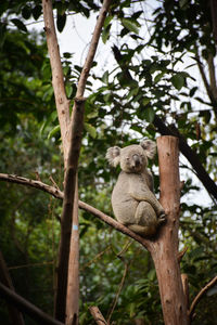 Koala sitting on branch of tree