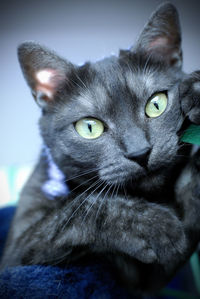 Close-up portrait of cat