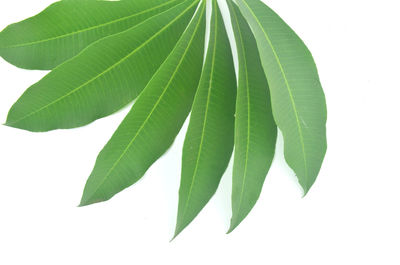 Close-up of fresh green leaves against white background