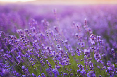 Close-up of purple flowering plants on field