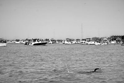 Swan swimming in sea against clear sky