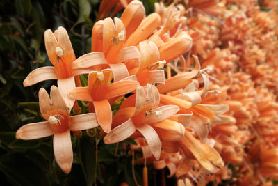 Close-up of orange flowering plant