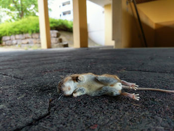 Close-up of a dog lying in a city