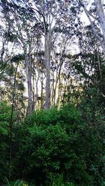 Trees in forest