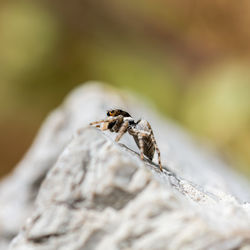 Close-up of spider on rock