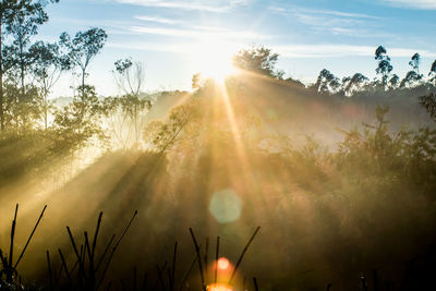 Sunlight streaming through trees against sky during sunset