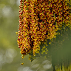 The bees is flying to collect honey from the flowers.