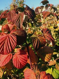 Close-up of leaves during autumn