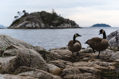 Ducks on rock by sea against sky