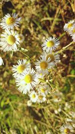 Close-up of white daisy flowers