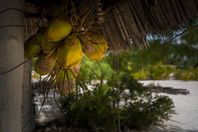 Close-up of fruits growing on tree