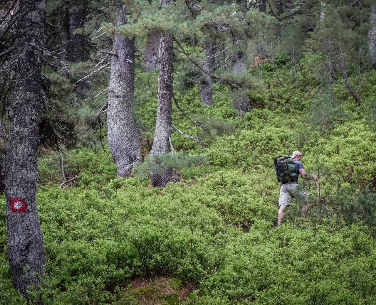 REAR VIEW OF MAN WALKING IN FOREST BY TREE