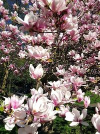 Close-up of pink cherry blossoms in spring