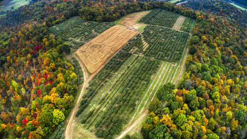 High angle view of trees on field