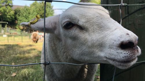 Close-up of sheep in pen