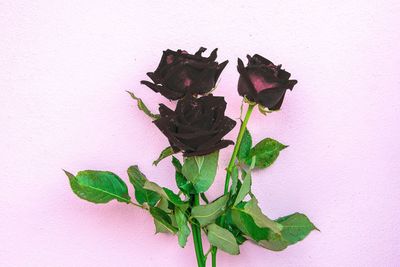 Close-up of wilted rose against wall